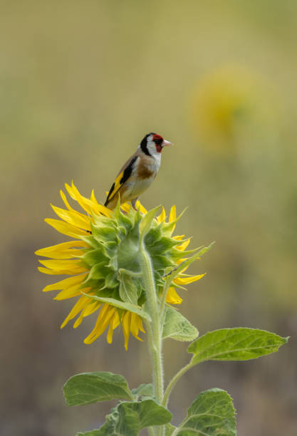 A small finch species perched on a plant searching for seeds  in the winter.