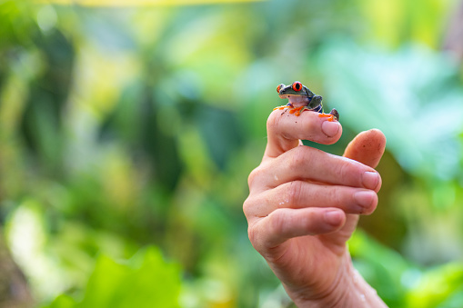 Tiny colourful treefrog on human finger over green blurred background. Animals in natural habitat, tropical rainforest jungle.