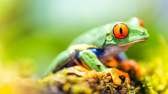 Frog Pictures [HD] | Download Free Images on Unsplash