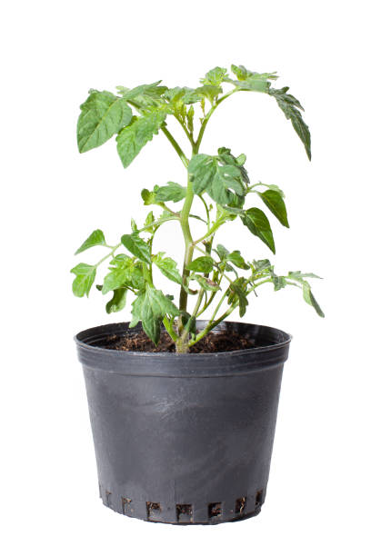 istock cherry tomato plant isolated on white background 1409866216
