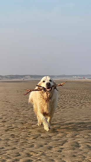 Golden retriever op het strand