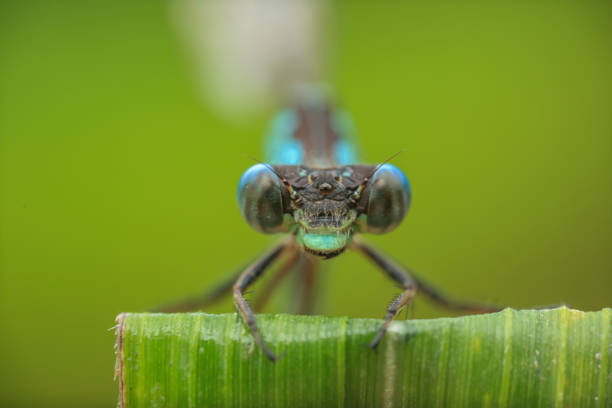 istock Damselfly head taken with macro photography. 1409870424