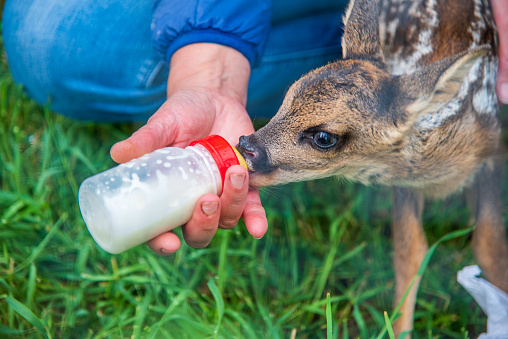 Young roe deer feeding with a bottle