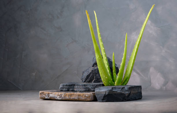 green Aloe Vera plant herb with dark stone podium stage