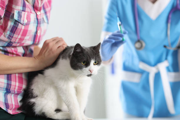 médico veterinário vacina gato em clínica veterinária - vet men laboratory holding - fotografias e filmes do acervo
