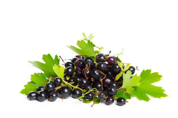 istock Berries black currant with green leaf. Fresh fruit, isolated on white background. 1409874261