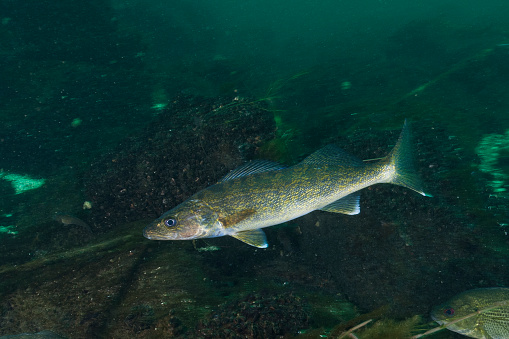 Walleye fish underwater in the St-Lawrence River