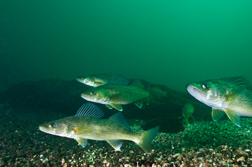 Walleye fish underwater in the St-Lawrence River