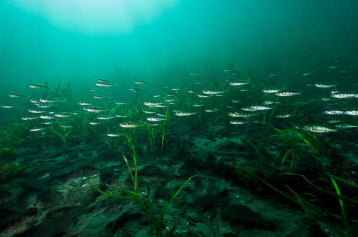 Yellow perch swimming over water plants in the St. Lawrence River in Canada
