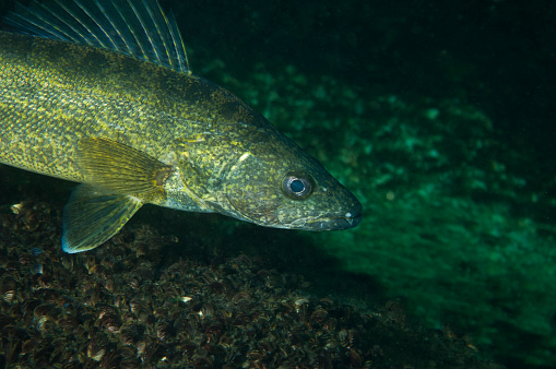 Walleye fish underwater in the St-Lawrence River