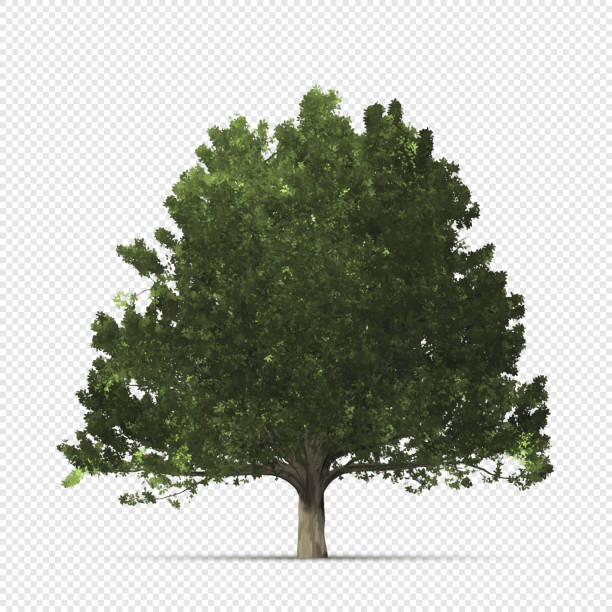 ilustraciones, imágenes clip art, dibujos animados e iconos de stock de roble realista sobre fondo transparente - oak tree