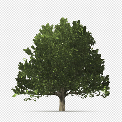 Realistic oak tree on transparent background
