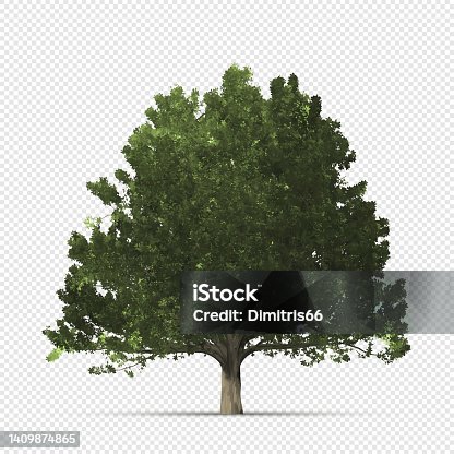 istock Realistic oak tree on transparent background 1409874865