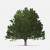 istock Realistic oak tree on transparent background 1409874865