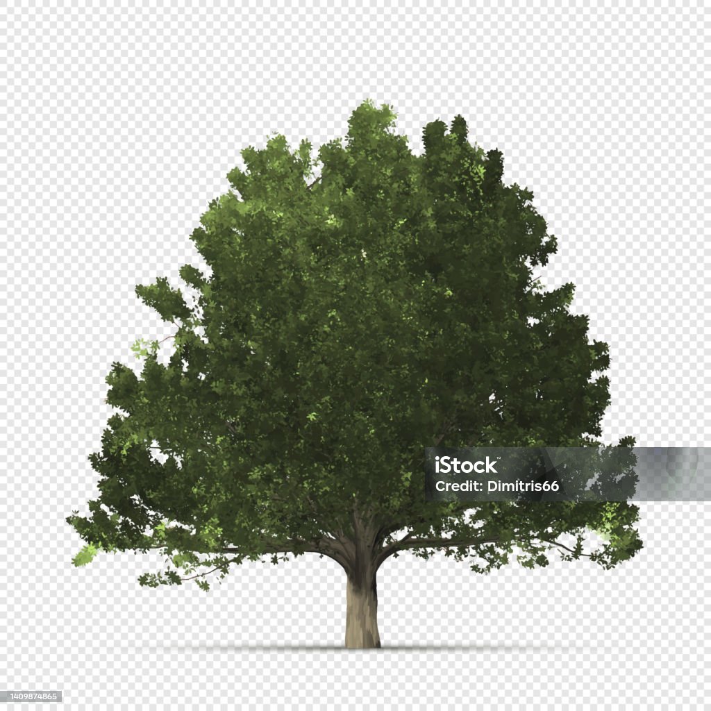 Oak Vector Transparent Realistic Oak Tree On Transparent Background Stock Illustration ...
