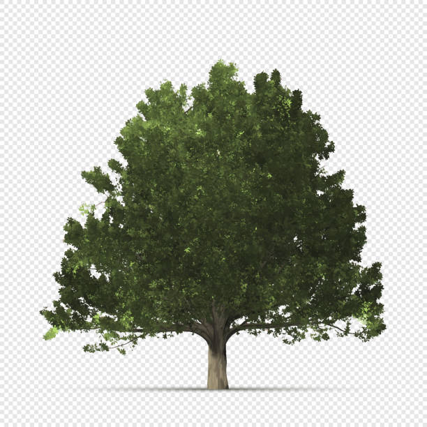 Realistic oak tree on transparent background Vector oak tree. Carefully layered and grouped for easy editing. big tree stock illustrations