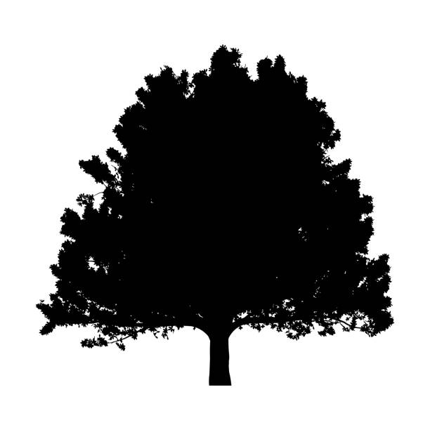 illustrazioni stock, clip art, cartoni animati e icone di tendenza di siluetta di albero realistico su sfondo bianco - tree silhouette elm tree vector