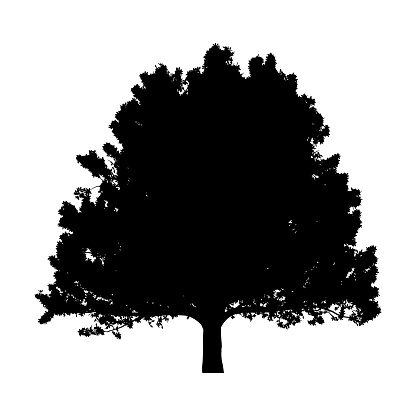 Vector oak tree silhouette