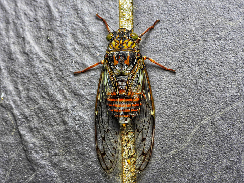 cicada brood x insect swarm