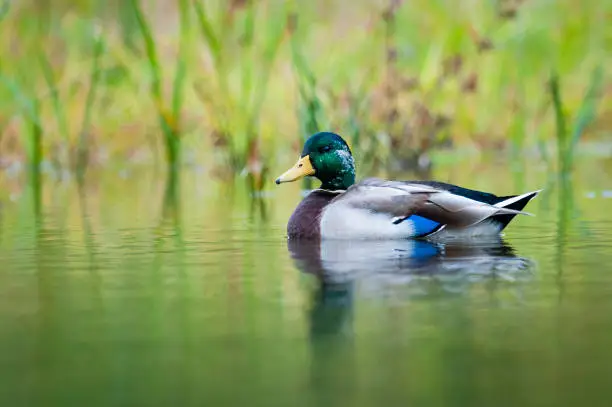 Male Mallard  duck resting in a marsh in the St. Lawrence River