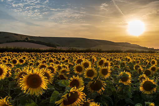 A field of sunflowers in the South Downs at sunset