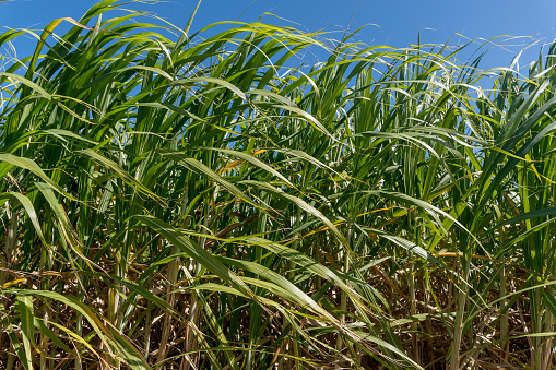 Sugarcane crops plantation farm fields in Bundaberg, Australlia. Sugarcane is a raw material to produce sugar, bio fuel and ethanol