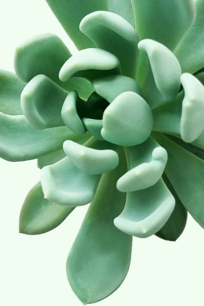 istock Leaves of echeveria flower close-up. White isolate. 1409877383
