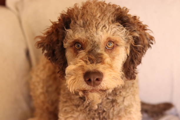 Lagotto Romagnolo dog staring at camera Lagotto Romagnolo dog looking at a camera lagotto romagnolo stock pictures, royalty-free photos & images