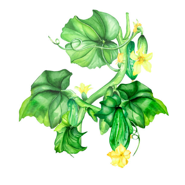 istock Green cucumber plant watercolor illustration on white. 1409878545
