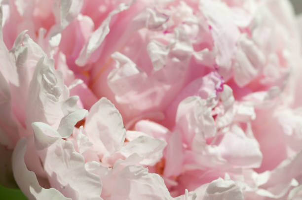 istock Blooming pale pink peony in the garden 1409879193