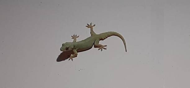 istock House Lizard Isolated on Pink White Background With Clipping Path 1409879207