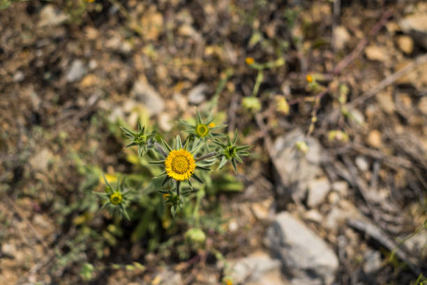 Flowering daisies, summer garden. Floral background