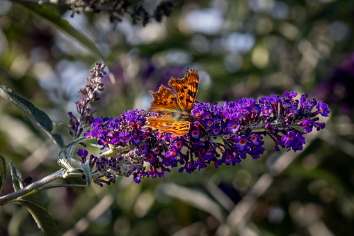 The comma butterfly is a common butterfly species in Europe with serrated orange colored wings and dark spots