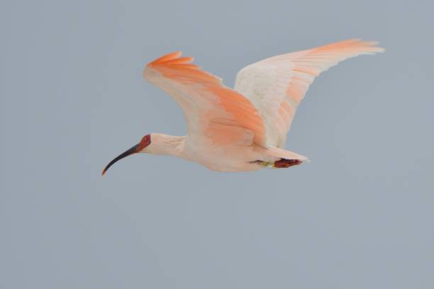 Japanese crested ibis flying in the winter sky