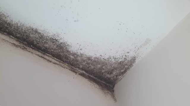 Mold colonies inside building