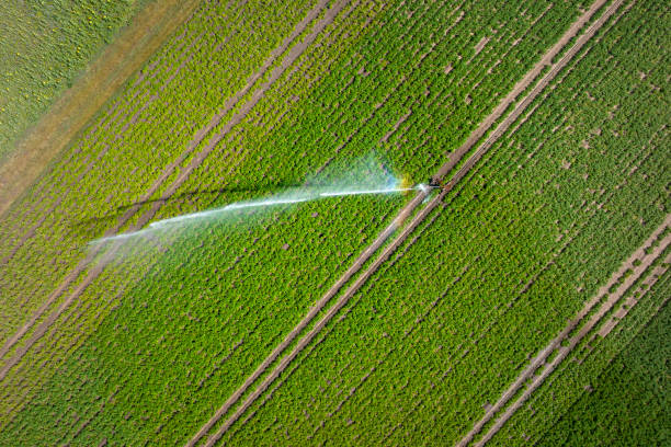 istock Agricultural sprinkler - irrigation area, aerial view 1409885073