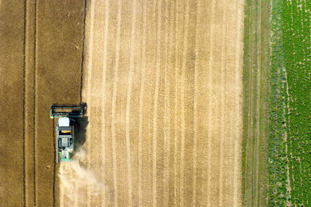 istock Harvesting a wheat field, dust clouds - aerial view 1409885137
