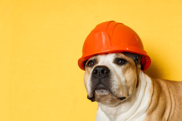 istock dog breed pit bull terrier in a construction helmet on a yellow 1409885350