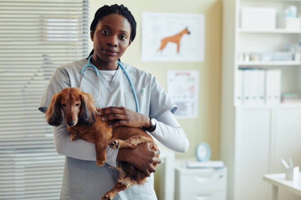 獣医クリニックで犬を抱く黒人若い女性 - vet veterinary medicine young women female ストックフォトと画像