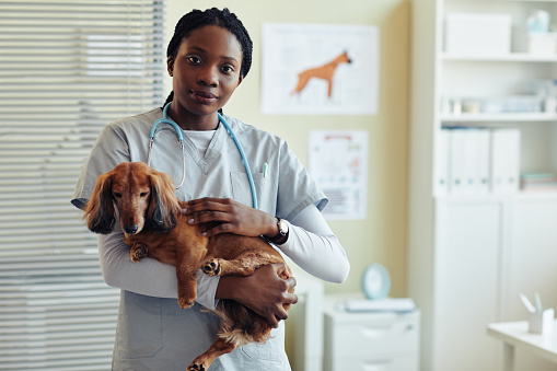 Waist up portrait of female veterinarian holding dog dachshund and looking at camera in vet clinic, copy space