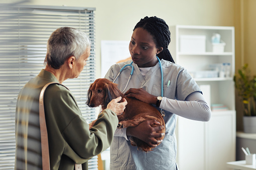 Portrait of black young woman as veterinarian examining dog dachshund and speaking to client in vet clinic