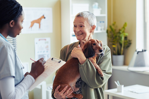 Portrait of smiling senior woman with dog dachshund visiting veterinarian and talking to vet assistant