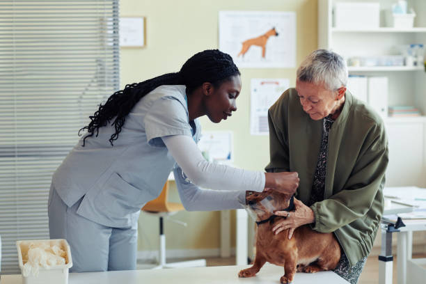 istock Vet Putting Protective Collar on Cute Dog 1409885437