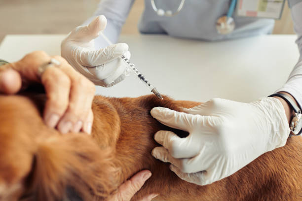 istock Dog Vaccination in Vet Clinic 1409885440