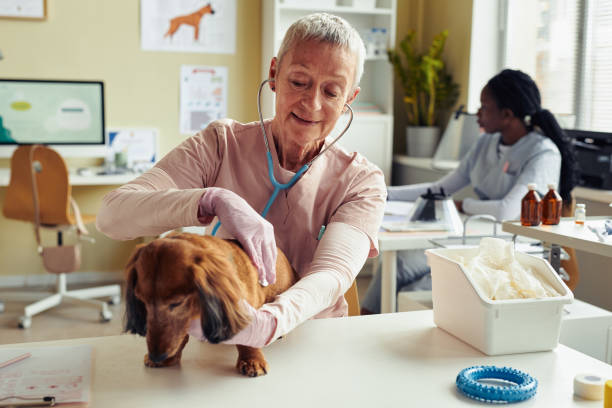 istock Senior Veterinarian Examining Dog 1409885445