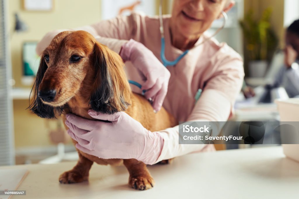 Dog at Health Check Up Portrait of cute long haired dachshund at vet checkup with senior veterinarian using stethoscope, copy space Dog Stock Photo