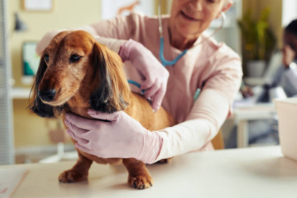 Dog at Health Check Up Portrait of cute long haired dachshund at vet checkup with senior veterinarian using stethoscope, copy space senior dog stock pictures, royalty-free photos & images