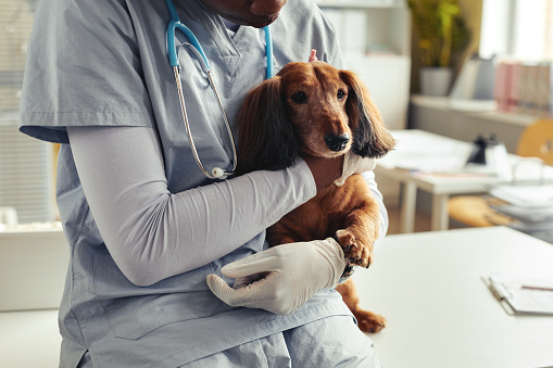 Cropped shot of female veterinarian hugging cute little dog in vet clinic, copy space