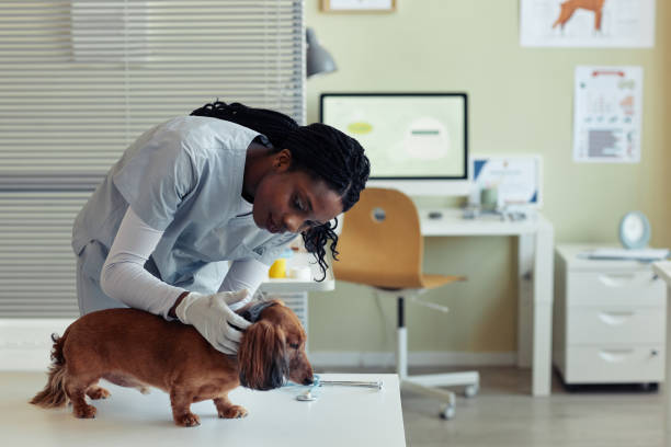 młoda czarna kobieta jako weterynarz - miniature dachshund zdjęcia i obrazy z banku zdjęć