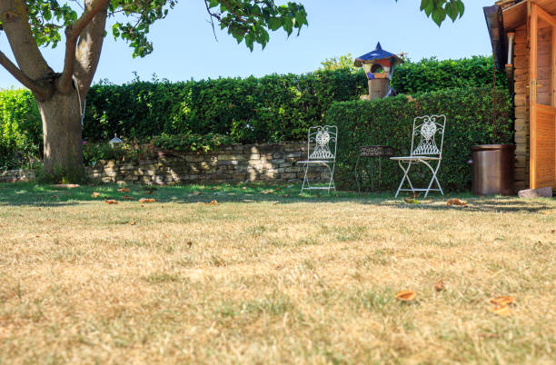 lawn in garden dry and dead. Pests and disease and sun cause amount of damage to green lawns. Landscaped Formal Garden. stock photo
